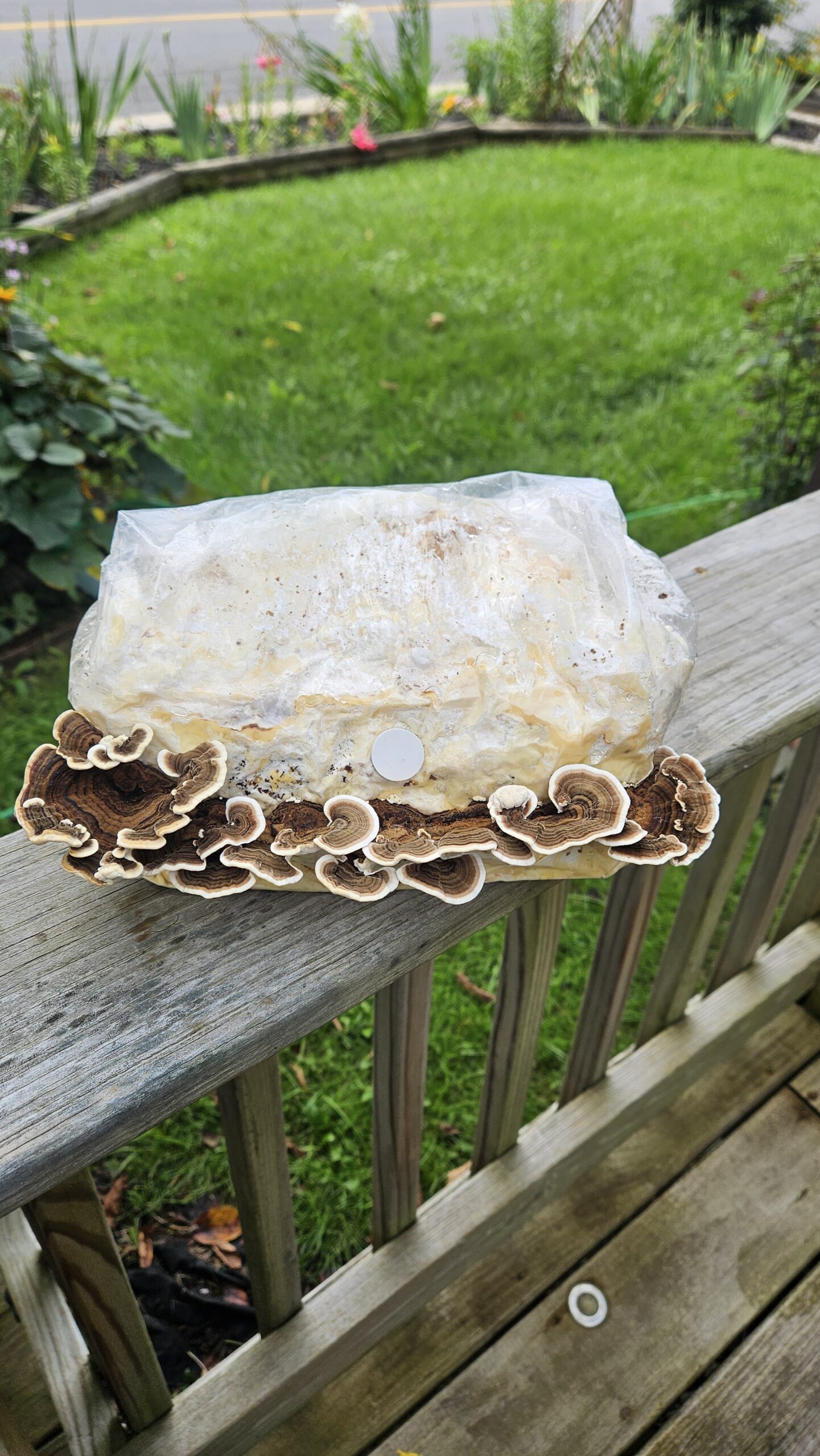 Turkey Tail - Image 7