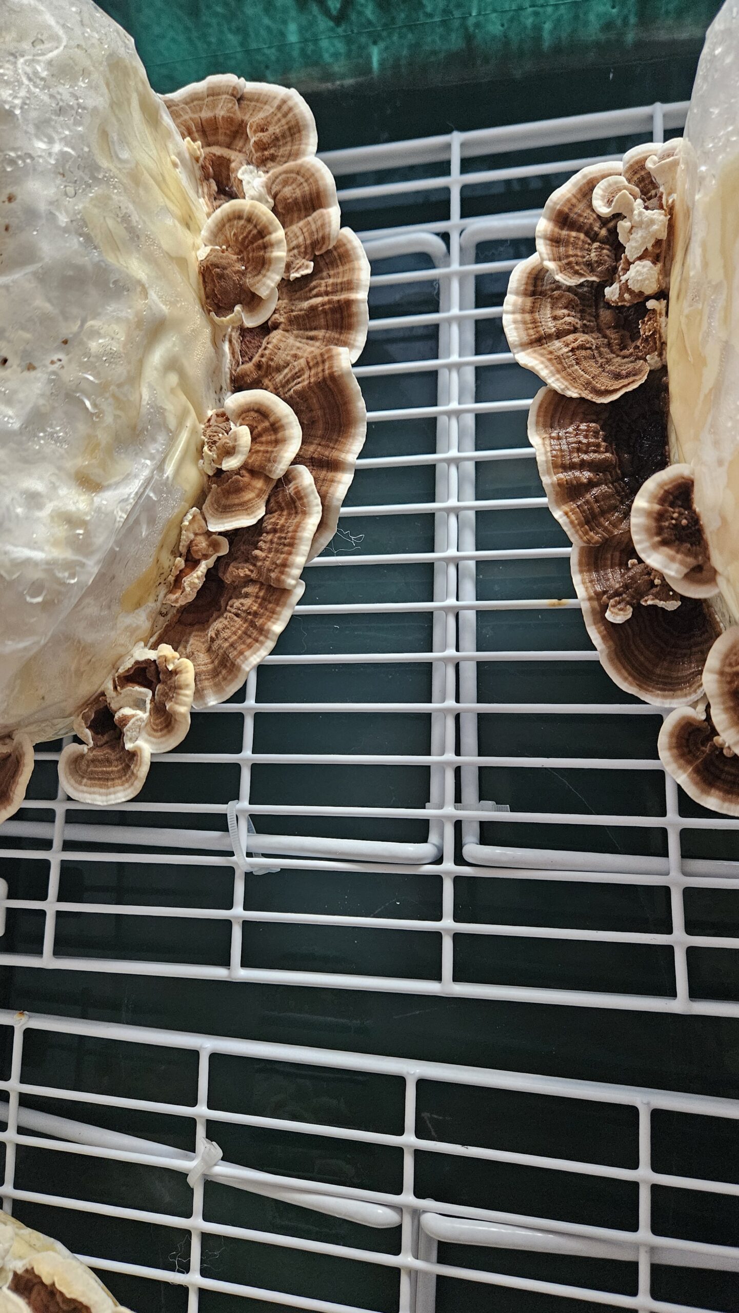 Turkey Tail - Image 8