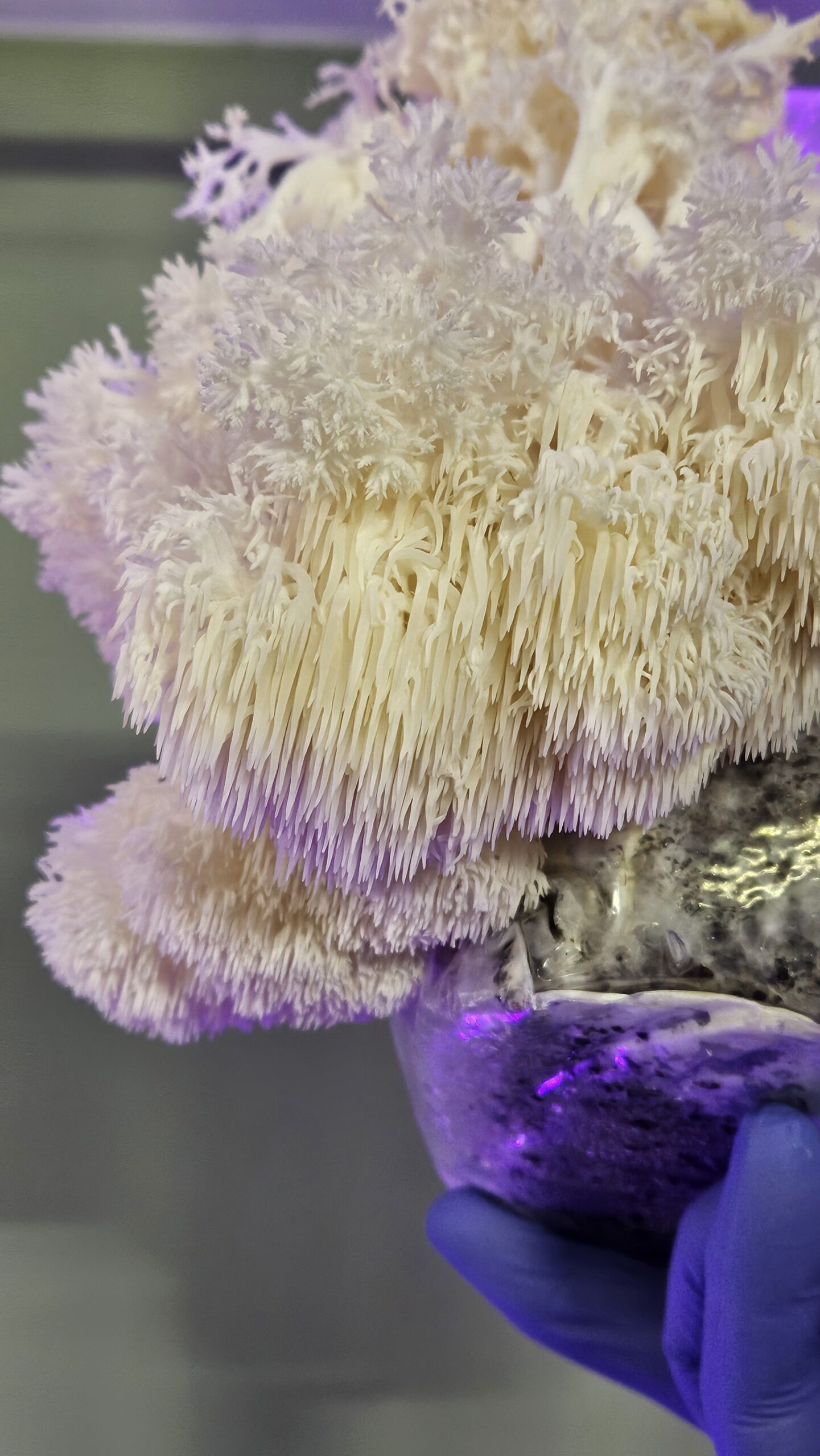 Lion's Mane - Image 6