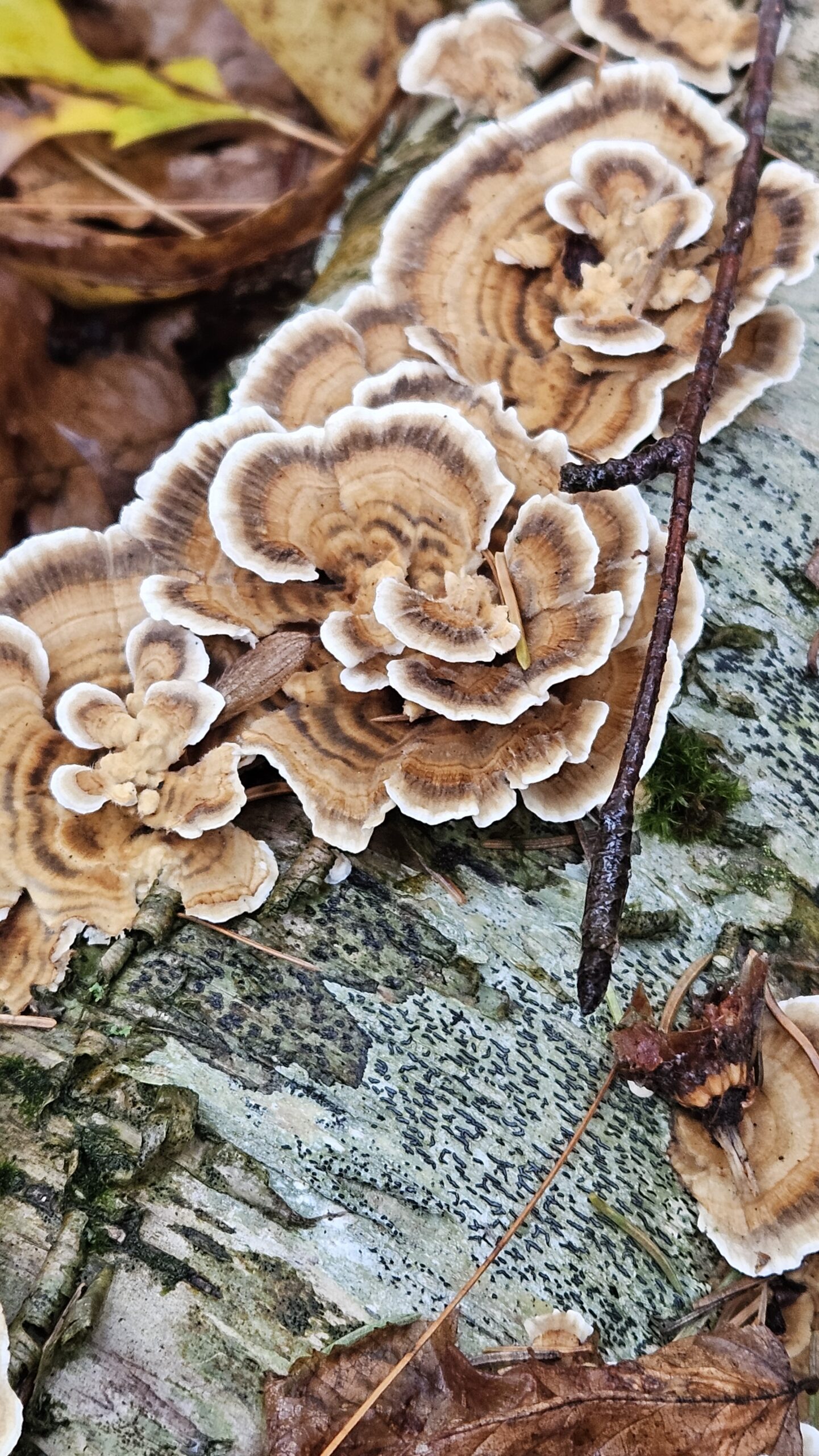 Turkey Tail - Image 5