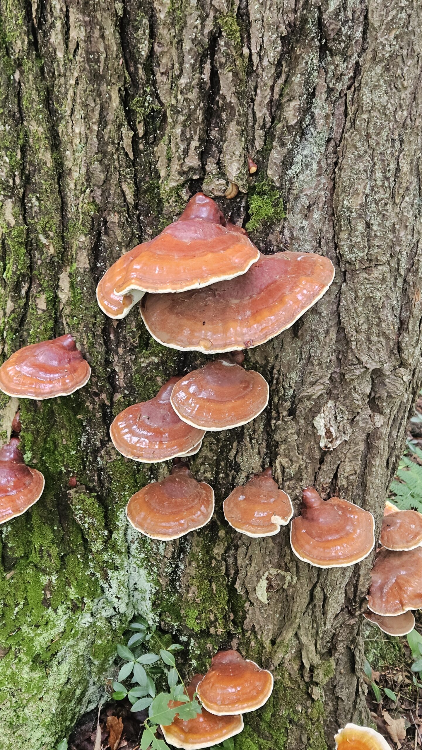 Hemlock Reishi - Image 5