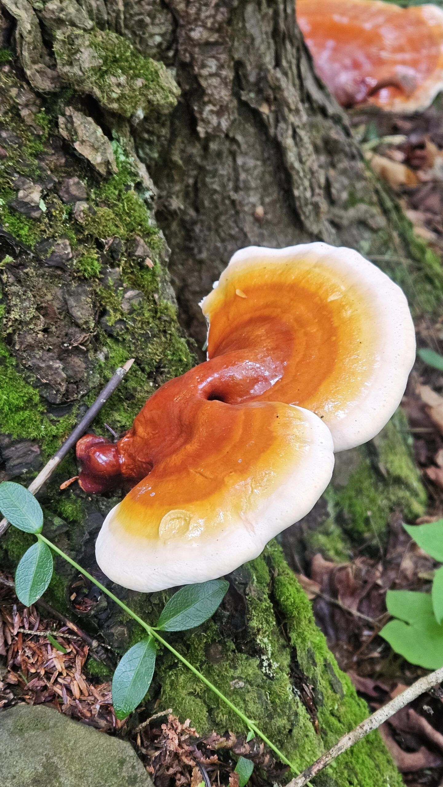 Hemlock Reishi - Image 2