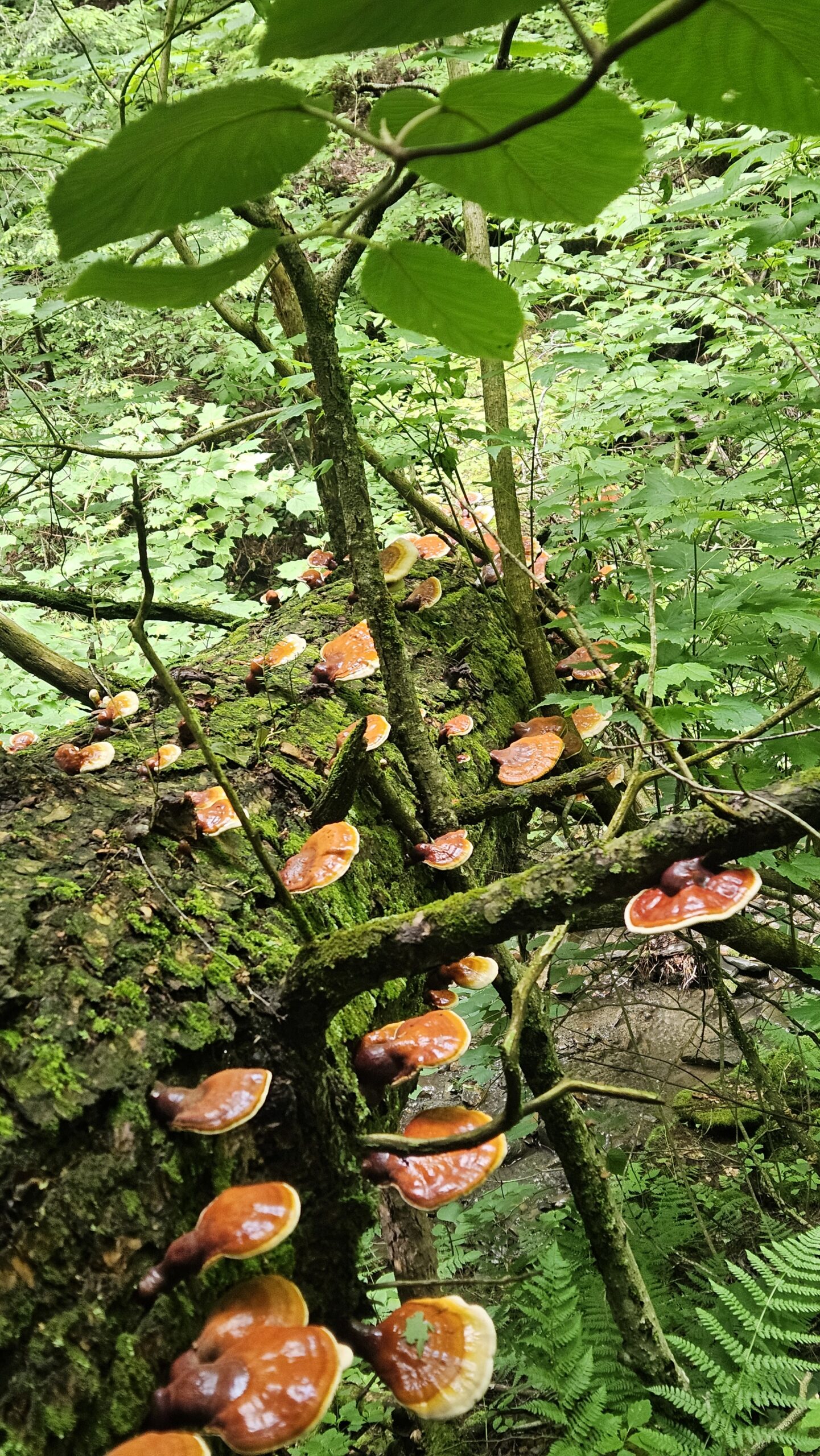 Hemlock Reishi - Image 4