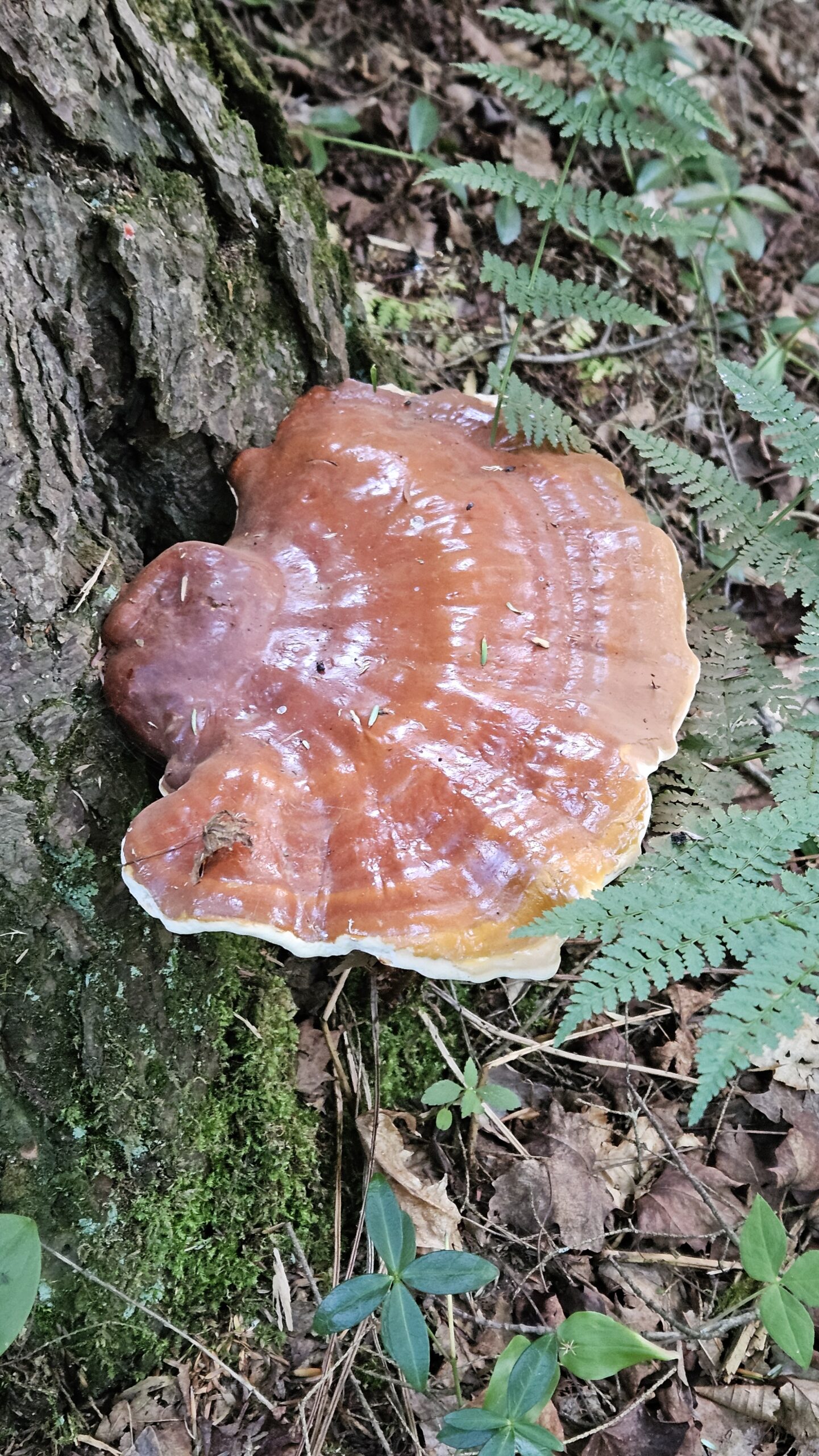 Hemlock Reishi - Image 3
