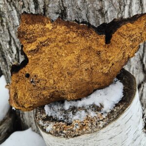 Chaga
