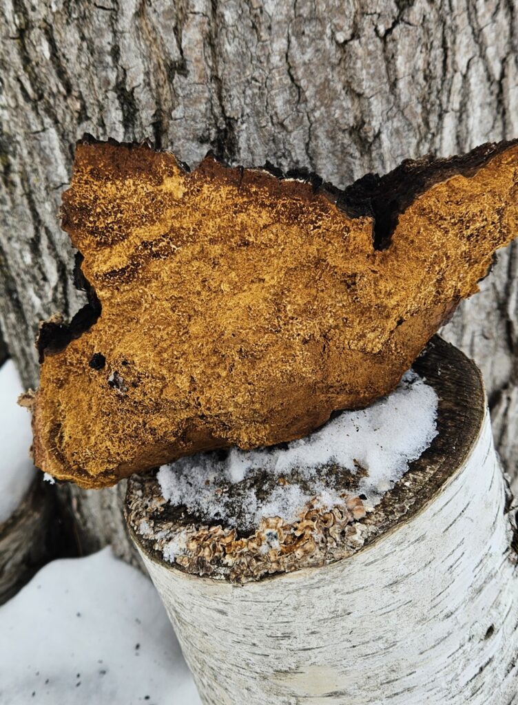 Chaga