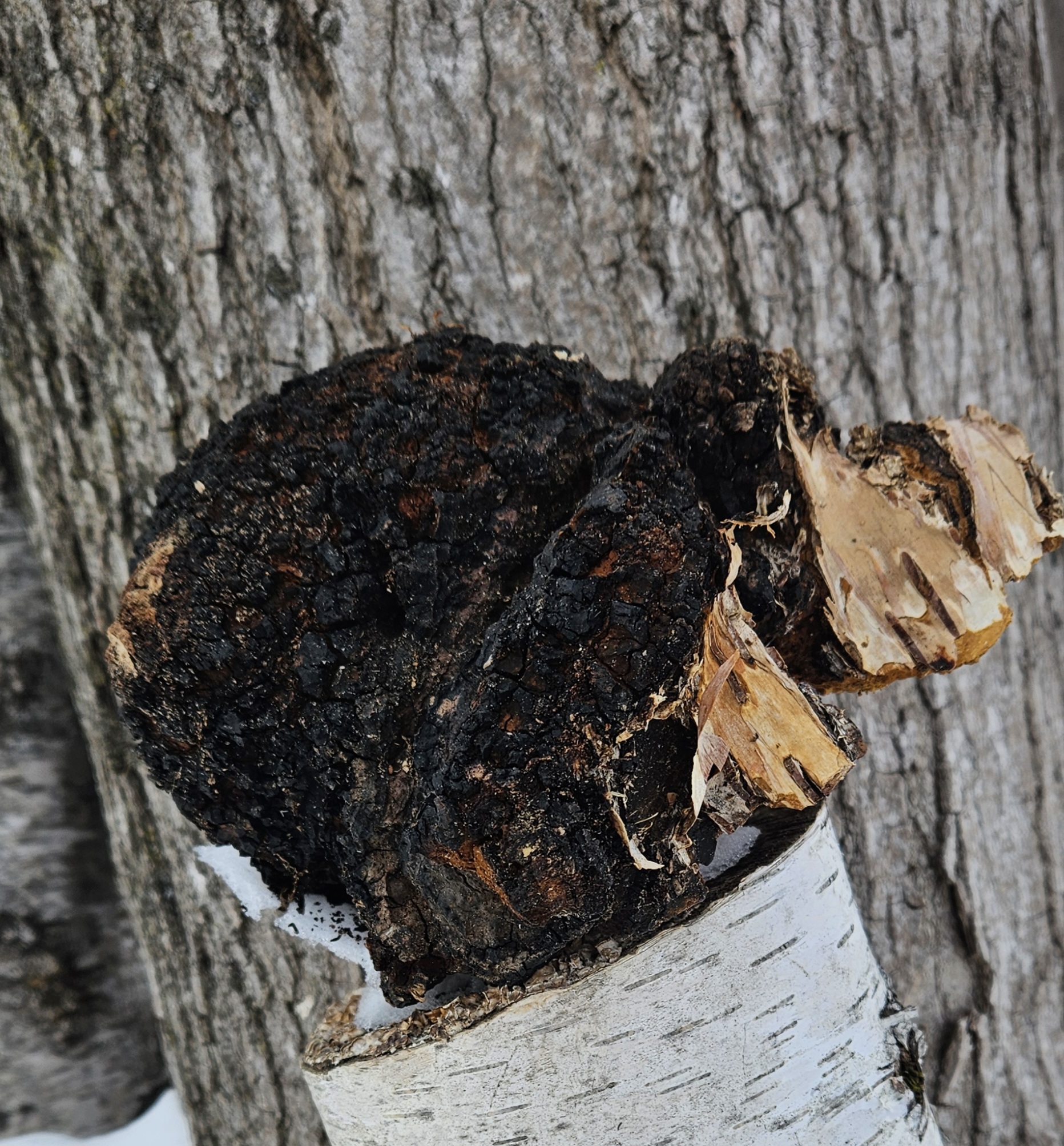 The Nighttime Adaptogen Blend - Image 5