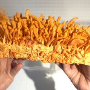 Cordyceps