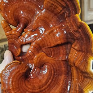 Red Reishi