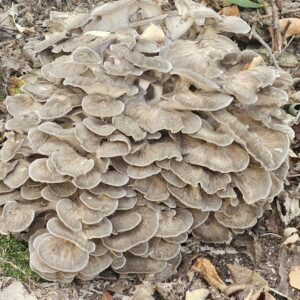 Hen Of The Woods (Maitake)