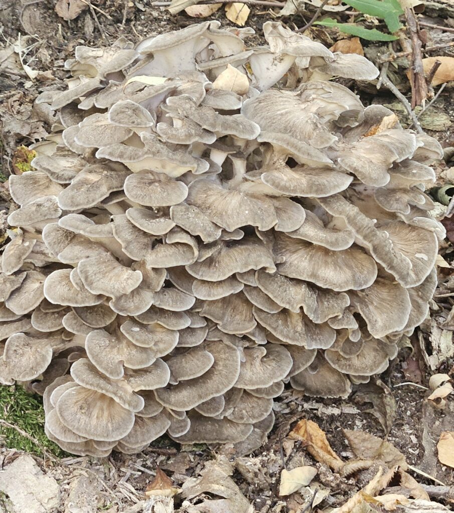 Hen Of The Woods (Maitake)