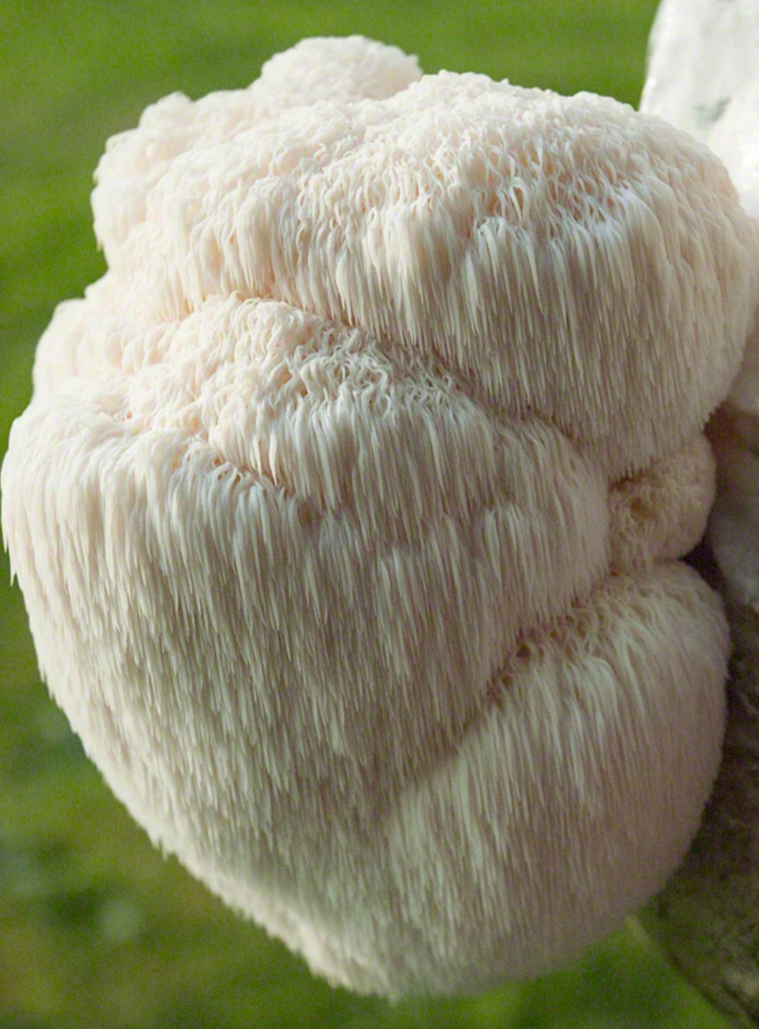 Lion's Mane - Image 2