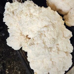 Lion's Mane