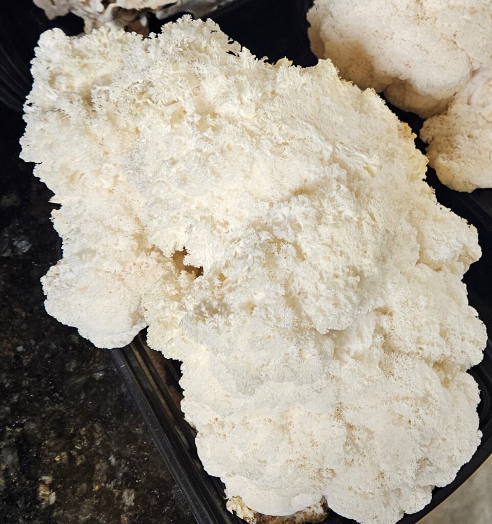 Lion's Mane