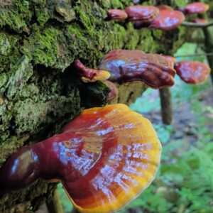 Hemlock Reishi