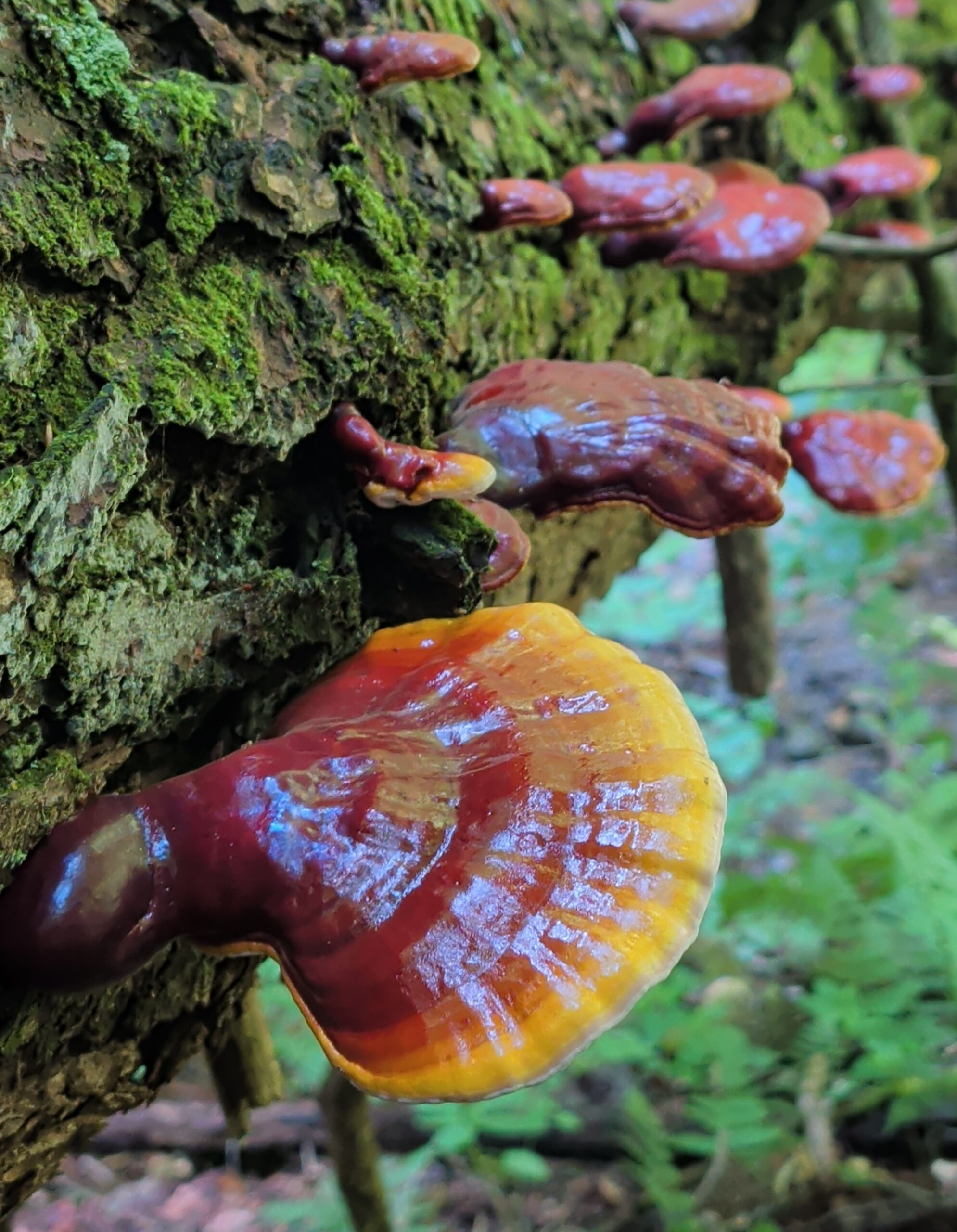 Hemlock Reishi
