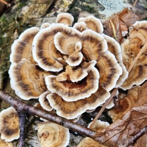 Turkey Tail
