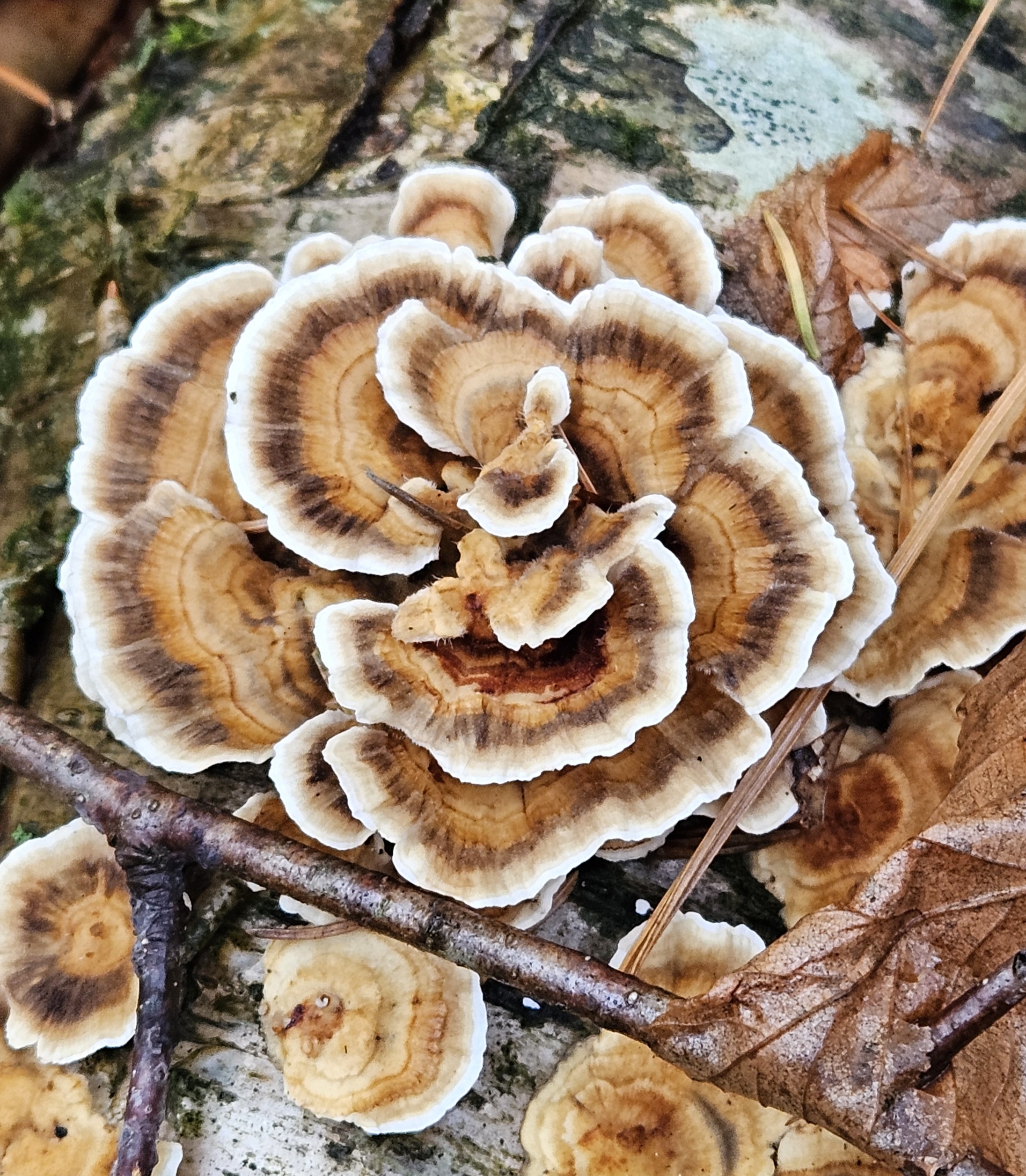 Turkey Tail